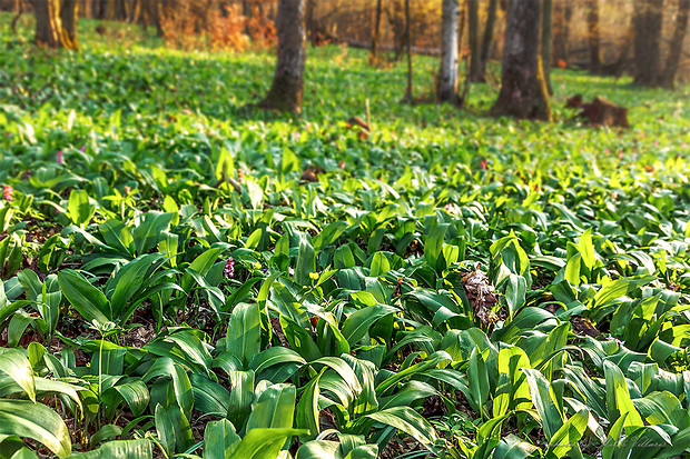 cesnak medvedí Allium ursinum L.