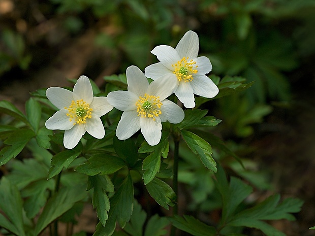 veternica hájna Anemone nemorosa L.