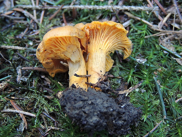 kuriatko jedlé Cantharellus cibarius Fr.