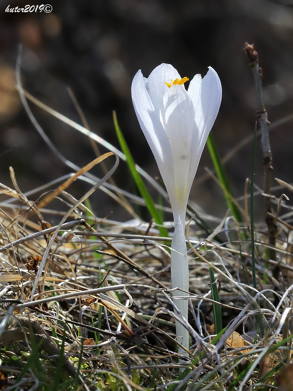 šafran Crocus sp.