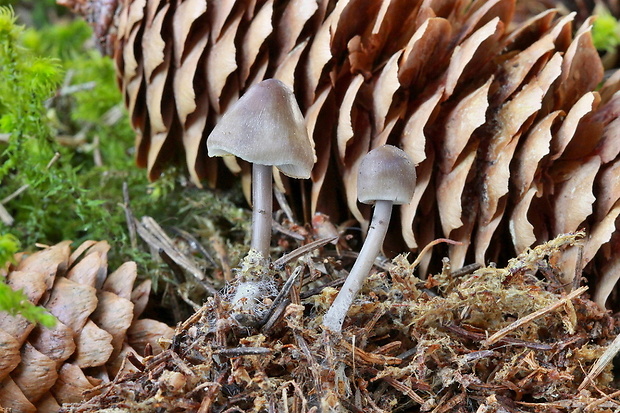 prilbička šišková Mycena strobilicola J. Favre & Kühner