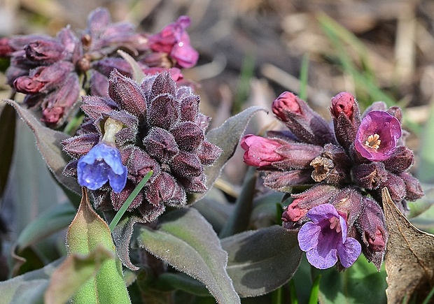 pľúcnik tmavý Pulmonaria obscura Dumort.