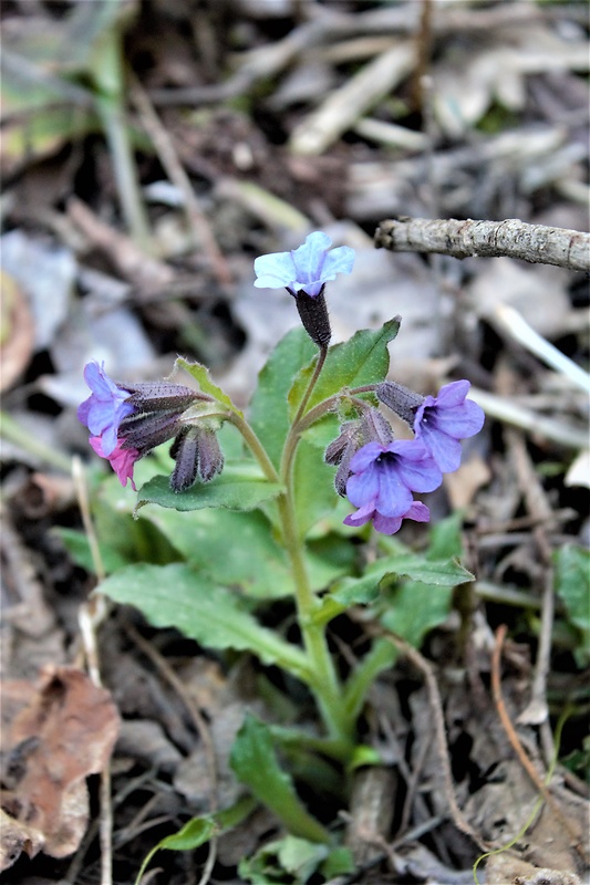 pľúcnik lekársky Pulmonaria officinalis L.