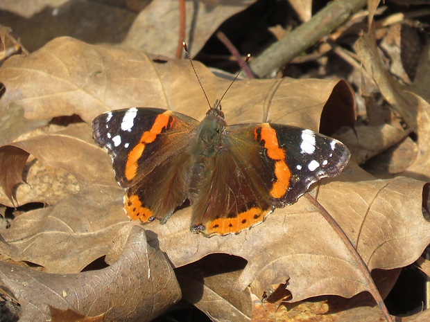 babôčka admirálska  Vanessa atalanta