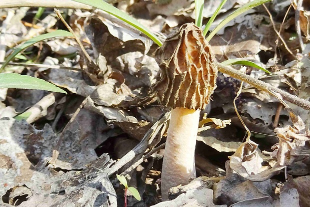 smrčkovec český Verpa bohemica (Krombh.) J. Schröt.