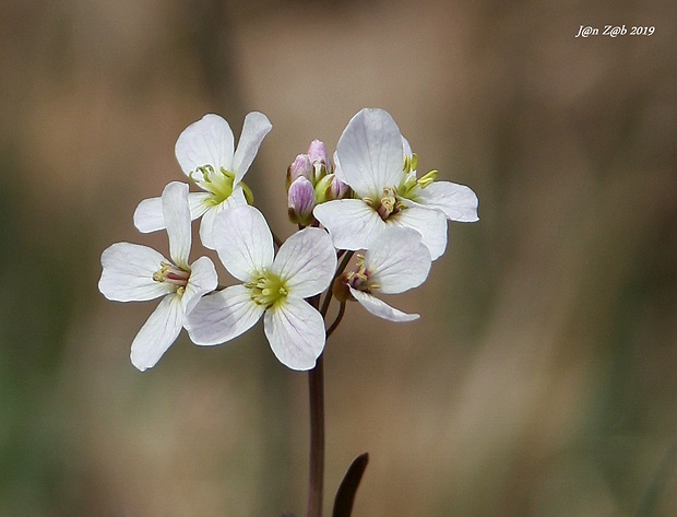 žerušnica trsnatá Cardamine matthioli L.