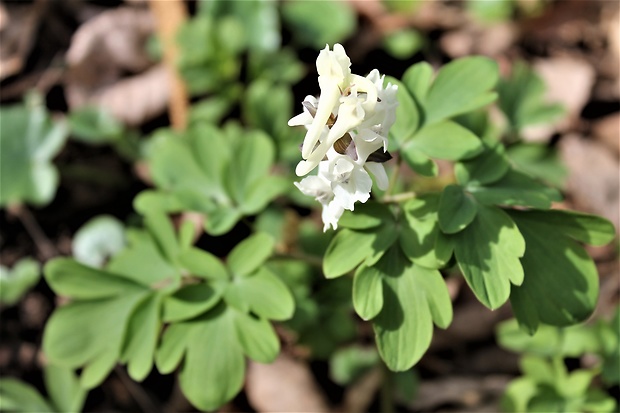 chochlačka dutá Corydalis cava (L.) Schweigg. et Körte