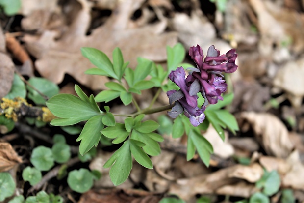 chochlačka dutá Corydalis cava (L.) Schweigg. et Körte