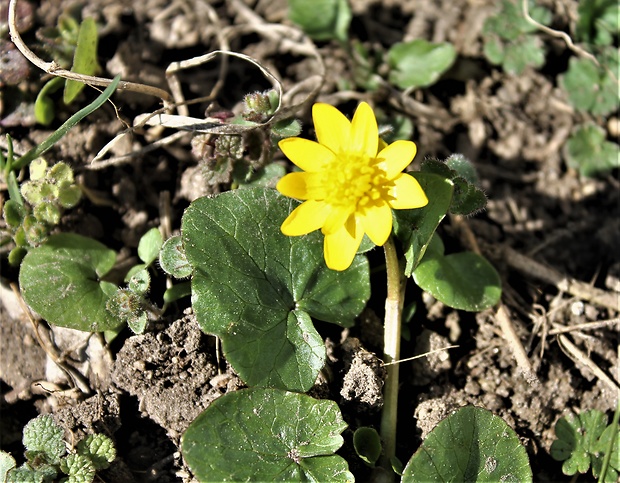 blyskáč cibuľkatý Ficaria bulbifera Holub