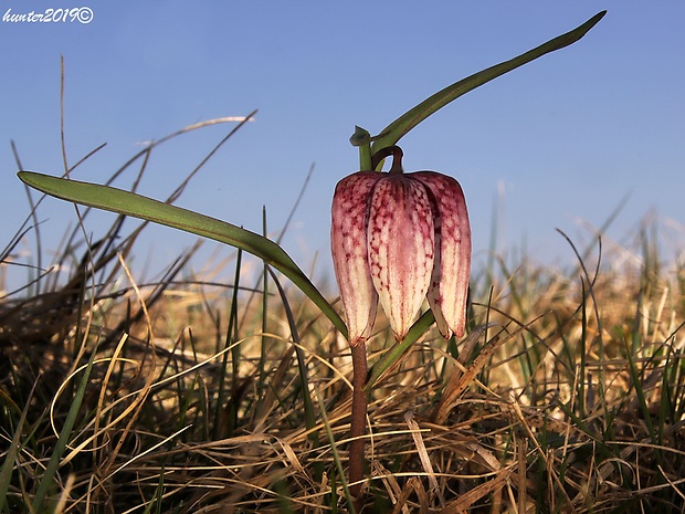 korunkovka strakatá Fritillaria meleagris L.