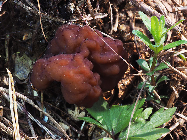 ušiak obyčajný Gyromitra esculenta (Pers.) Fr.