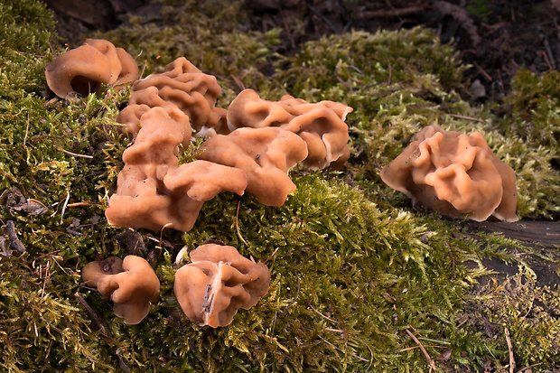 ušiak obrovský Gyromitra gigas (Krombh.) Cooke