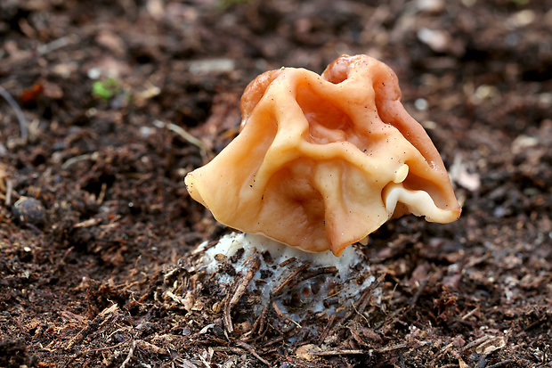 ušiak obrovský Gyromitra gigas (Krombh.) Cooke