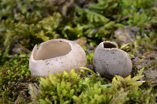 chriapač sosnový Helvella leucomelaena (Pers.) Nannf.