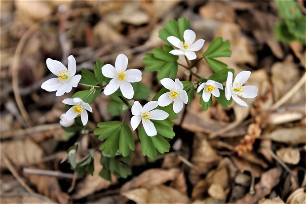 veterník žltuškovitý Isopyrum thalictroides L.