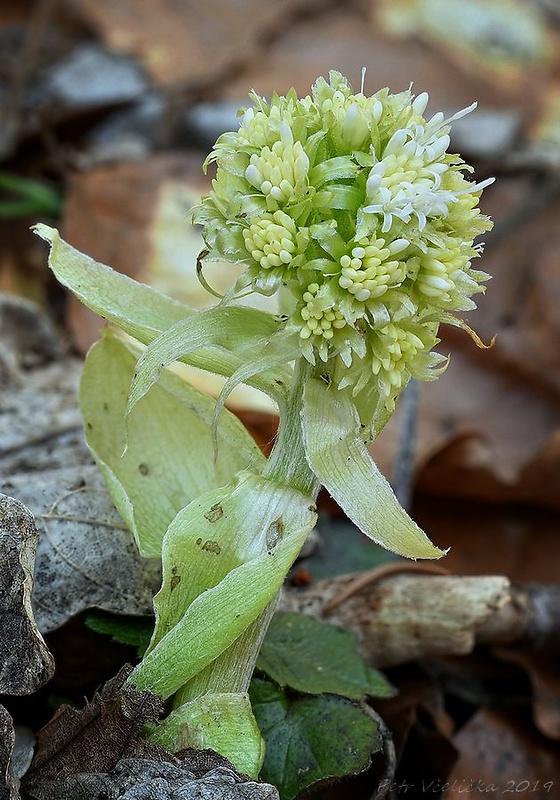 deväťsil biely Petasites albus (L.) P. Gaertn.