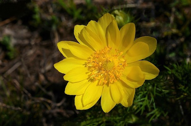 hlaváčik jarný Adonis vernalis L.