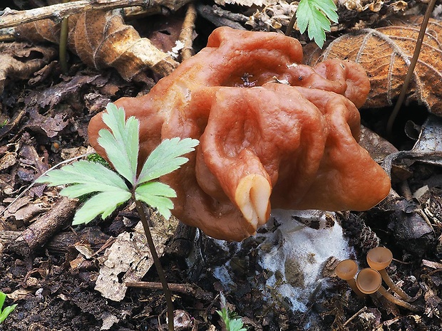 ušiak obrovský Gyromitra gigas (Krombh.) Cooke