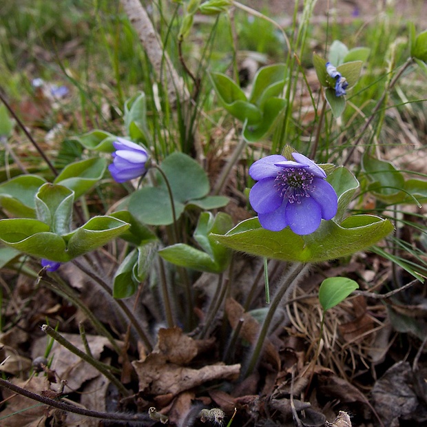 pečeňovník trojlaločný Hepatica nobilis Schreb.