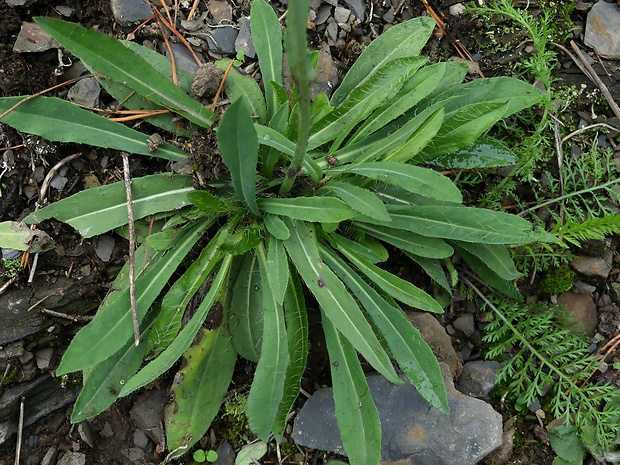 chlpánik úzkolistý Pilosella piloselloides (Vill.) Soják