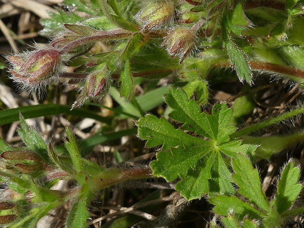 nátržník sedmolistý Potentilla heptaphylla L.