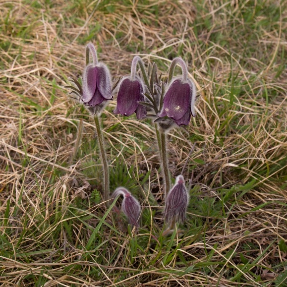 poniklec lúčny český Pulsatilla pratensis subsp. bohemica Skalický