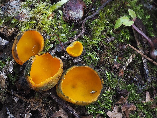 pohárovka ohnivá Caloscypha fulgens (Pers.) Boud.