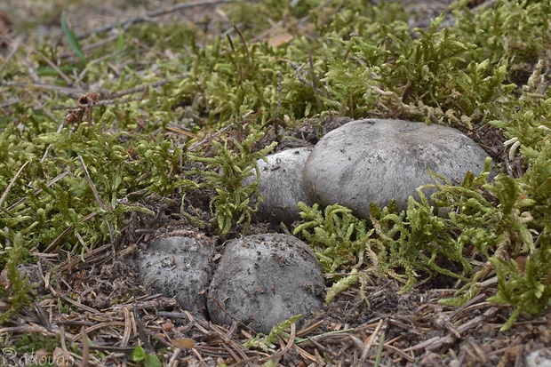 šťavnačka marcová Hygrophorus marzuolus (Fr.) Bres.