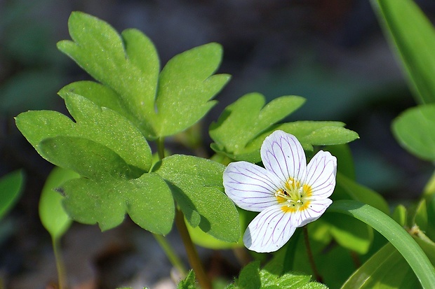 kyslička obyčajná Oxalis acetosella L.