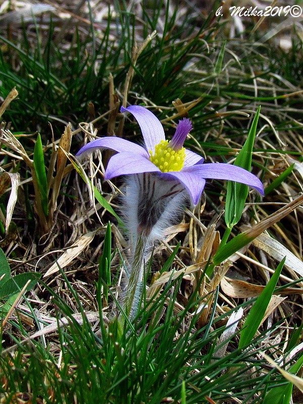 poniklec veľkokvetý Pulsatilla grandis Wender.