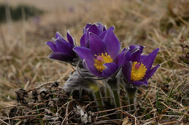 poniklec otvorený Pulsatilla patens (L.) Mill.