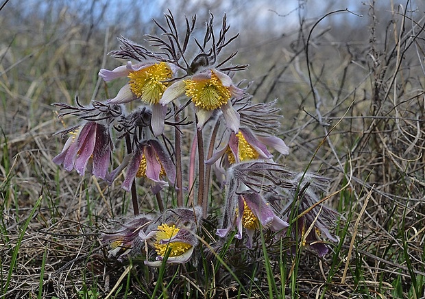 poniklec lúčny maďarský Pulsatilla pratensis subsp. hungarica (Soó) Soó