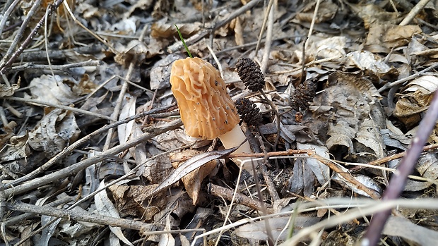 smrčkovec český Verpa bohemica (Krombh.) J. Schröt.