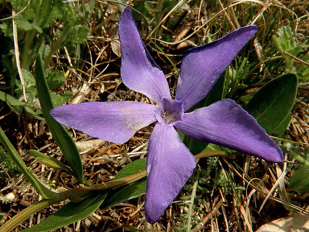 zimozeleň bylinná Vinca herbacea Waldst. et Kit.