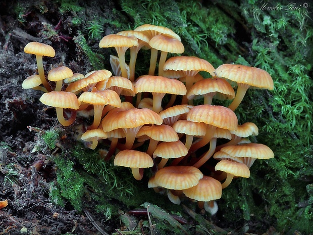 tanečnička zvončekovitá Xeromphalina campanella (Batsch) Maire