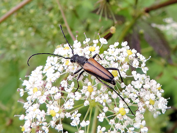 fuzáč / tesařík ♂ Anastrangalia dubia  Scopoli, 1763