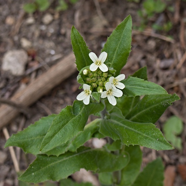 arábka ovisnutá Arabis turrita L.