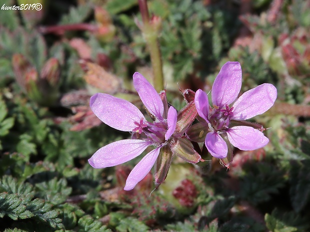 bociannik rozpukovitý Erodium cicutarium (L.) L