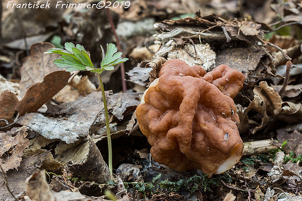 ušiak obrovský Gyromitra gigas (Krombh.) Cooke