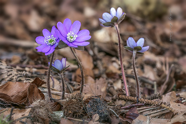 pečeňovník trojlaločný Hepatica nobilis Schreb.