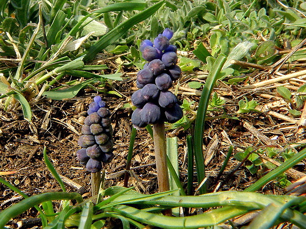 modrica nebadaná Muscari neglectum Guss. ex Ten.