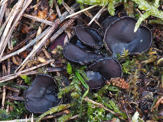 misôčka Pseudoplectania sp.