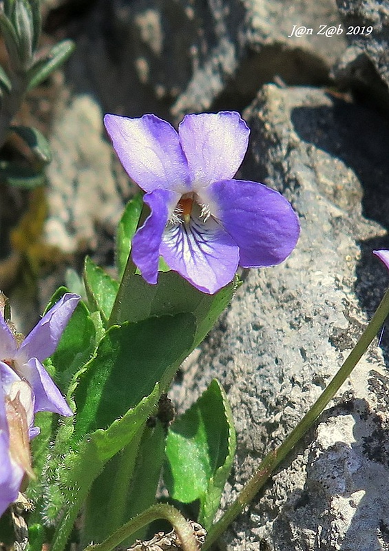 fialka kopcová Viola collina Besser