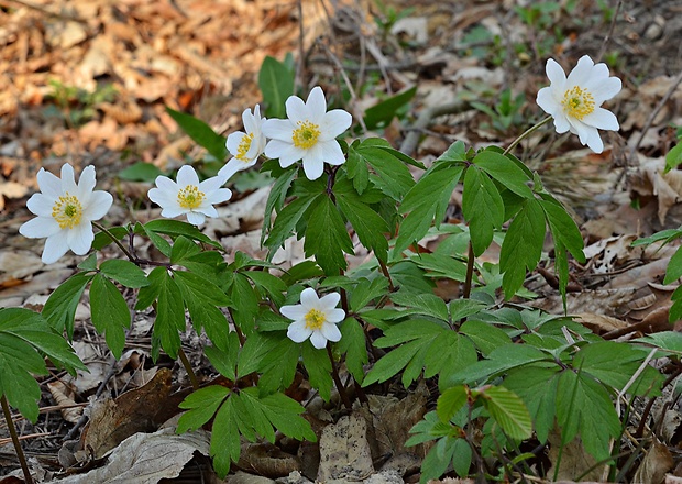 veternica hájna Anemone nemorosa L.