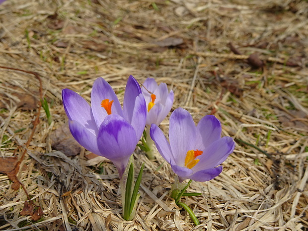 šafran spišský Crocus discolor G. Reuss