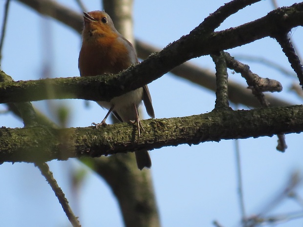 červienka obyčajná  Erithacus rubecula