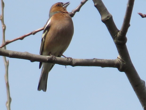 pinka lesná  Fringilla coelebs