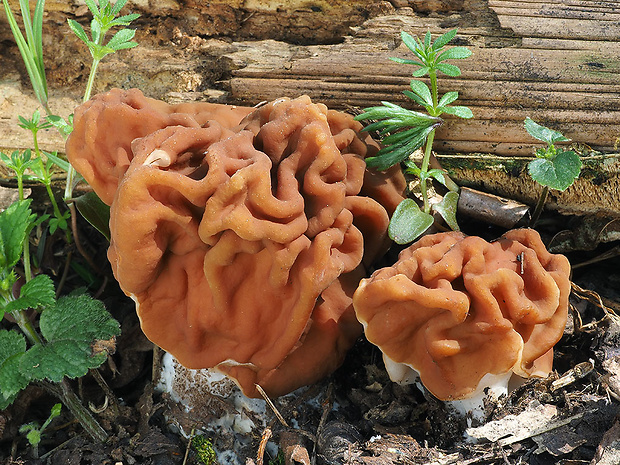 ušiak obrovský Gyromitra gigas (Krombh.) Cooke