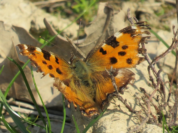 babôčka brestová Nymphalis polychloros