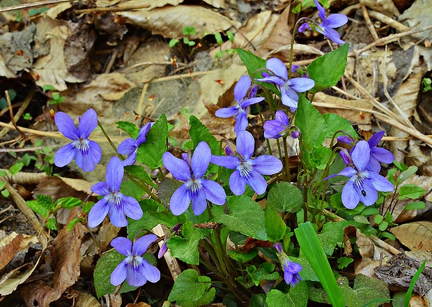 fialka lesná Viola reichenbachiana Jord. ex Boreau